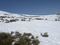 E, Avila, San Juan de Gredos, Senda de la Laguna Grande 45, Saxifraga-Willem van Kruijsbergen
