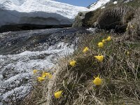 E, Avila, San Juan de Gredos, Senda de la Laguna Grande 61, Saxifraga-Willem van Kruijsbergen