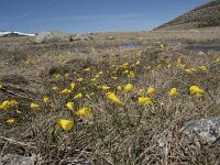 E, Avila, San Juan de Gredos, Senda de la Laguna Grande 70, Saxifraga-Willem van Kruijsbergen
