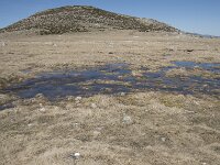 E, Avila, San Juan de Gredos, Senda de la Laguna Grande 71, Saxifraga-Willem van Kruijsbergen