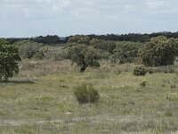 E, Badajoz, Navalvillar de Pela, Moheda Alta 11, Saxifraga-Willem van Kruijsbergen