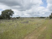 E, Badajoz, Navalvillar de Pela, Moheda Alta 21, Saxifraga-Willem van Kruijsbergen