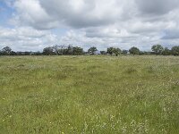 E, Badajoz, Navalvillar de Pela, Moheda Alta 6, Saxifraga-Willem van Kruijsbergen
