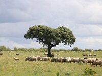 E, Badajoz, Navalvillar de Pela, Vegas Altas 1, Saxifraga-Sytske Dijksen