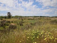 E, Badajoz, Navalvillar de Pela, Vegas Altas 4, Saxifraga-Sytske Dijksen