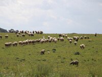 E, Badajoz, Navalvillar de Pela, Vegas Altas 9, Saxifraga-Sytske Dijksen