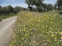 E, Caceres, Almaraz 5, Saxifraga-Willem van Kruijsbergen