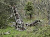 E, Caceres, Castanar de Ibor 16, Saxifraga-Willem van Kruijsbergen