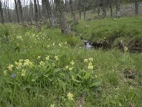 E, Caceres, Castanar de Ibor 7, Saxifraga-Willem van Kruijsbergen