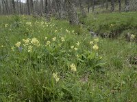 E, Caceres, Castanar de Ibor 8, Saxifraga-Willem van Kruijsbergen