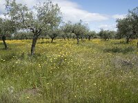 E, Caceres, Monroy, Las Vinas 12, Saxifraga-Willem van Kruijsbergen