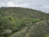 E, Caceres, Serradilla, Villarreal de San Carlos 10, Saxifraga-Willem van Kruijsbergen
