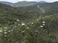 E, Caceres, Serradilla, Villarreal de San Carlos 2, Saxifraga-Willem van Kruijsbergen
