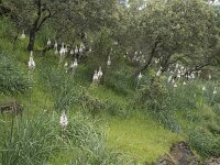 E, Caceres, Serradilla, Villarreal de San Carlos 5, Saxifraga-Willem van Kruijsbergen