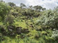 E, Caceres, Serradilla, Villarreal de San Carlos 8, Saxifraga-Willem van Kruijsbergen