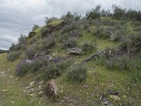 E, Caceres, Serradilla, Villarreal de San Carlos 9, Saxifraga-Willem van Kruijsbergen