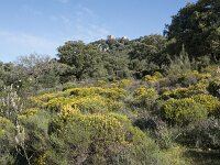 E, Caceres, Torrejon el Rubio, Castillo de Montfrague 1, Saxifraga-Willem van Kruijsbergen