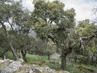 E, Caceres, Torrejon el Rubio, Castillo de Montfrague 19, Saxifraga-Willem van Kruijsbergen