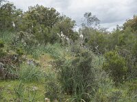 E, Caceres, Torrejon el Rubio, Castillo de Montfrague 32, Saxifraga-Willem van Kruijsbergen
