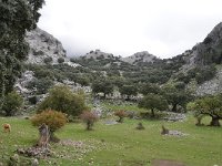 E, Cadiz, Grazalema, Sierra del Endrinal 4, Saxifraga-Tom Heijnen