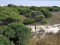 E, Huelva, Almonte, Matelascanas 37, Saxifraga-Jan van der Straaten