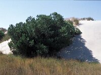 E, Huelva, Almonte, Matelascanas 42, Saxifraga-Jan van der Straaten