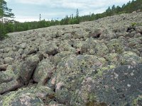 S, Vasternorrlands lan, Kramfors, Hogklinten 8, Saxifraga-Hans Dekker