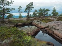 S, Vasternorrlands lan, Kramfors, Hogklinten 9, Saxifraga-Hans Dekker