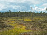 S, Vasternorrlands lan, Sundsvalls, Skedlo 3, Saxifraga-Hans Dekker