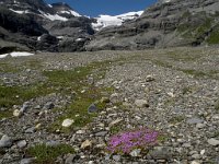 CH, Wallis, Leukerbad, Lammerenboden 8, Saxifraga-Willem van Kruijsbergen