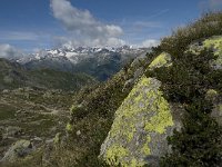 CH, Wallis, Obergoms, Nufenenpass, Finsteraarhorn 2, Saxifraga-Willem van Kruijsbergen