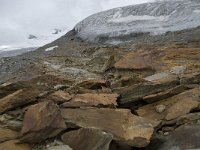 CH, Wallis, Saas Fee, Feegletscher 50, Saxifraga-Willem van Kruijsbergen