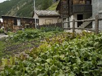 CH, Wallis, Saas Grund 18, Saxifraga-Willem van Kruijsbergen