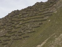 CH, Wallis, Saas Grund, Triftgratji 4, Saxifraga-Willem van Kruijsbergen