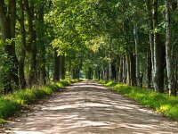 Sand track in european forest  Sand track in european forest : Haren, achtergrond, background, beauty, blad, bladeren, bomen, boom, bos, botanical, botanische, bright, buiten, change, collage, color, colorful, countryside, creative nature, decoration, dirt, environment, europe, european, fall, flora, foliage, forest, fresh, gebladerte, gras, green, groen, groningen, helder, holland, illuminated, karrespoor, kleur, kleurrijk, laan, landelijk, landscape, landschap, leaf, levendig, levendige, milieu, natural, nature, natuur, natuurlijk, nederland, noordlaren, orange, organic, organisch, outdoors, pad, park, path, pathway, patroon, pattern, red, road, rood, rudmer zwerver, rural, sand, schoonheid, season, seasonal, seizoen, seizoengebonden, singel, spoor, straat, summer, sunlight, track, trail, trees, turning, vallen, veranderen, verlicht, vers, vibrant, vivid, vuil, wallpaper, weg, zand, zomer, zonlicht