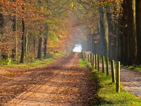 Forest lane  A forest lane in autumn colors : Haren, achtergrond, autumn, background, beauty, blad, bladeren, bomen, boom, bos, botanical, botanische, bright, buiten, change, collage, color, colorful, countryside, creative nature, decoration, dirt, environment, europe, european, fall, flora, foliage, forest, fresh, gebladerte, gras, green, groen, groningen, helder, herfst, herfstkleur, holland, illuminated, karrespoor, kleur, kleurrijk, laan, landelijk, landscape, landschap, leaf, levendig, levendige, milieu, natural, nature, natuur, natuurlijk, nederland, nevel, nevelig, noordlaren, orange, organic, organisch, outdoors, pad, park, path, pathway, patroon, pattern, red, road, rood, rudmer zwerver, rural, sand, schoonheid, season, seasonal, seizoen, seizoengebonden, singel, spoor, straat, sunlight, track, trail, trees, turning, vallen, veranderen, verlicht, vers, vibrant, vivid, vuil, wallpaper, weg, zand, zonlicht