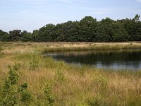 NL, Drenthe, Midden-Drenthe, Beilen, Terhorsterzand 4, Saxifraga-Roel Meijer  Heathland reserve Terhorsterzand, Beilen, Drenthe, Netherlands : mere, lake, nature reserve, Terhorsterzand, Drenthe, Netherlands, water, heathland