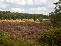 Heathland with  Common Jupiper (Juniperus communis), Dutch Dwingelderveld National Park; Drenthe, Netherlands  Heathland with  Common Jupiper (Juniperus communis), Dutch Dwingelderveld National Park; Drenthe, Netherlands : heath, heathland, heather, Dwingelderveld, National Park, NP, nature protection, protected area, nature, natural, rural, landscape, rural landscape, rural scene, non-urban landscape, non-urban scene, outside, outdoor, outdoors, no people, nobody, summer, summertime, europe, european, netherlands, holland, dutch, drenthe, flowers, flowering, tree, trees, forest, woodland, growth, color, beautiful, beauty, beauty in nature, plant, plants common juniper, juniper, Juniperus communis
