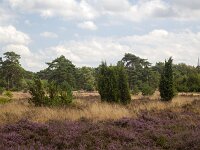 Heathland with  Common Jupiper (Juniperus communis), Dutch Dwingelderveld National Park; Drenthe, Netherlands  Heathland with  Common Jupiper (Juniperus communis), Dutch Dwingelderveld National Park; Drenthe, Netherlands : heath, heathland, heather, Dwingelderveld, National Park, NP, nature protection, protected area, nature, natural, rural, landscape, rural landscape, rural scene, non-urban landscape, non-urban scene, outside, outdoor, outdoors, no people, nobody, summer, summertime, europe, european, netherlands, holland, dutch, drenthe, flowers, flowering, tree, trees, forest, woodland, growth, color, beautiful, beauty, beauty in nature, plant, plants common juniper, juniper, Juniperus communis