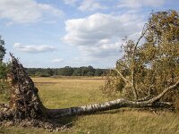 Blown down Silver birch (Betula pendula), Dwingelderveld National Park; Drenthe, Netherlands  Blown down Silver birch (Betula pendula), Dwingelderveld National Park; Drenthe, Netherlands : blown down, fallen, Silver birch, birch, betula, Betula pendula, tree, roots, branches, leaf, leaves, ball of earth, ball of soil, Dwingelderveld National Park, Drenthe, Netherlands, outside, outdoor, outdoors, no people, nobody, summer, summertime, national park, np, nature protection, protected area, nature, natural, rural, landscape, rural landscape, rural scene, non-urban landscape, non-urban scene