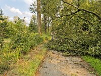 Storm damage, cycle path in Dwingelderveld National Park blocked by fallen trees  Storm damage, cycle path in Dwingelderveld National Park blocked by fallen trees : damage, path, track, block, blockade, closed, obstruckted, fallen trees, tree, trees, woodland, forest, trunck, truncks, branch, branches, asphalt, leaf, leaves, Dwingelderveld, National Park, Drenthe, Netherland, dutch, europe, european, nature protection, protected area, nature, natural, rural, landscape, rural landscape, rural scene, non-urban landscape, non-urban scene, outside, outdoor, outdoors, no people, nobody, summer, summertime, cycle path, bicycle path, storm damage, storm, Dwingelderveld National Park, blocked
