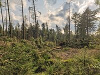 Storm damage in pine forest of Dwingelderveld National Park, drenthe Netherlands  Storm damage in pine forest of Dwingelderveld National Park, drenthe Netherlands : damage, Dwingelderveld National Park, fallen trees, tree, trees, woodland, forest, trunk, trunks, branch, branches, Dwingelderveld, National Park, Drenthe, Netherland, dutch, europe, european, nature protection, protected area, nature, natural, rural, landscape, rural landscape, rural scene, non-urban landscape, non-urban scene, outside, outdoor, outdoors, no people, nobody, summer, summertime, storm damage, storm, pine, pine forest