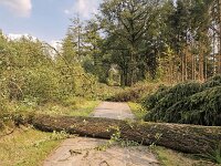 Storm damage, cycle path in Dwingelderveld National Park blocked by fallen trees  Storm damage, cycle path in Dwingelderveld National Park blocked by fallen trees : damage, path, track, block, blockade, closed, obstruckted, fallen trees, tree, trees, woodland, forest, trunck, truncks, branch, branches, asphalt, leaf, leaves, Dwingelderveld, National Park, Drenthe, Netherland, dutch, europe, european, nature protection, protected area, nature, natural, rural, landscape, rural landscape, rural scene, non-urban landscape, non-urban scene, outside, outdoor, outdoors, no people, nobody, summer, summertime, cycle path, bicycle path, storm damage, storm, Dwingelderveld National Park, blocked