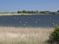 Dozens of  Mute swans (Cygnus olor) on lake, Lelystad, Flevoland, Netherlands  Dozens of  Mute swans (Cygnus olor) on lake, Lelystad, Flevoland, Netherlands : Bovenwater, Cygnus olor, dozens, Dutch, fauna, Flevoland, lake, Lelystad, many, Mute swans, Netherlands, swan, swans, tens, water, waterbird, waterfowl, wildlife