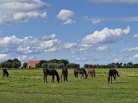 Six horses in open wide landscape of Dutch province Friesland  Six horses in open wide landscape of Dutch province Friesland : countryside, open wide, room, flat, agriculture, agricultural, farmland, green, sky, clouds, meadow, pasture, rural, rural landscape, landscape, non-urban landscape, outside, nature, natural, outdoor, outdoors, no people, nobody, summer, summertime, day, daytime, friesland, fryslan, netherlands, holland, dutch, europe, european, elahuizen, de friese meren, horse, horses, 6, six, husbandry, mammal, animal, animals, farm, tree, trees, non-urban scene