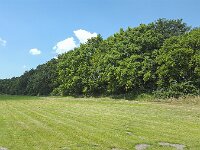 Cliff of boulder clay overgrown with trees, Friesland, Netherlands  Cliff of boulder clay overgrown with trees, Friesland, Netherlands : blue sky, boulder, boulder clay, boulders, cliff, cliffs, Dutch, Europe, European, forest, Friesland, Frisian, geology, grass, green, high, Holland, Mirnser klif, Netherlands, no people, nobody, Oudemirdum, outdoors, outside, overgrown, rural, rural landscape, rural scene, sky, soil, summer, summertime, tree, trees