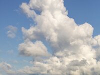 Cumulus clouds above typical open wide countryside of Dutch province Friesland  Cumulus clouds above typical open wide countryside of Dutch province Friesland : countryside, open wide, room, flat, agriculture, agricultural, farmland, green, blue sky, white clouds, clouds, meadow, pasture, rural, rural landscape, landscape, non-urban landscape, outside, nature, natural, outdoor, outdoors, no people, nobody, summer, summertime, day, daytime, Oudega, Aldegea, sudwest-fryslan, friesland, fryslan, netherlands, holland, dutch, europe, european, horizon, non-urban scene, cumulus, cloud