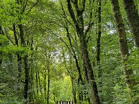 Road through desiduous forest to gate of camping site  Road through desiduous forest to gate of camping site : road, street, asphalt, desiduous forest, gate, camping site, forest, woodland, woods, tree, trees, trunk, trunks, foliage, green, nature, natural, leaf, leaves, rural, landscape, rural landscape, rural scene, non-urban landscape, non-urban scene, outside, outdoor, outdoors, no people, nobody, season, summer, summertime