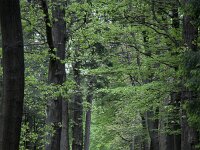 Nunspeet