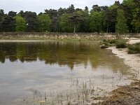 NL, Gelderland, Nunspeet 2, Saxifraga-Roel Meijer  Mixed forest mirrored in mere : mirror, mirroring, natural, nature, raining, reflected, reflection, rural landscape, tree, trees, water, woodland